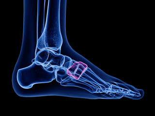 3d rendered medically accurate illustration of the medial cuneiform bone