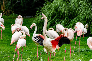Flamingo spreading its wings
