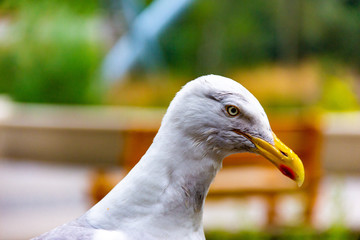 Seagull on the lookout for a snack