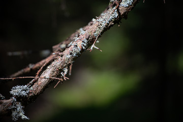 Lichens on plant branch in the forest
