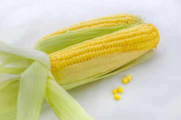 A golden yellow shot of two corn cobs on a white background laying side by side. 