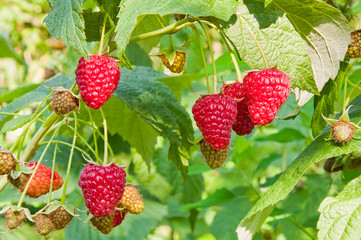 Raspberry berries are lit by the sun on the branches in the garden