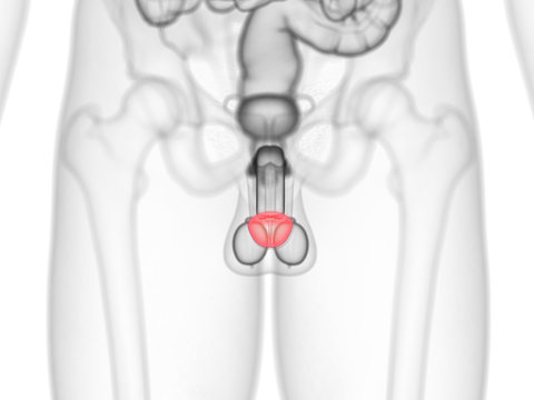 3d rendered medically accurate illustration of the glans penis