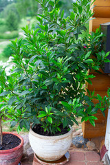 laurel plant growing in a clay pot