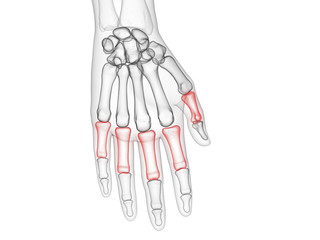 Obraz na płótnie Canvas 3d rendered medically accurate illustration of the proximal phalanges