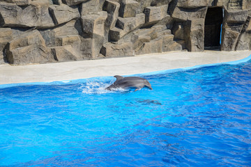 Dolphinarium with crystal clear blue water and dolphins swimming and jumping out of the water, on a bright sunny day, with clouds in the sky.