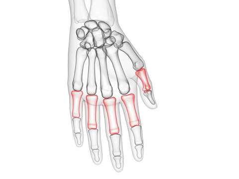 3d rendered medically accurate illustration of the proximal phalanges