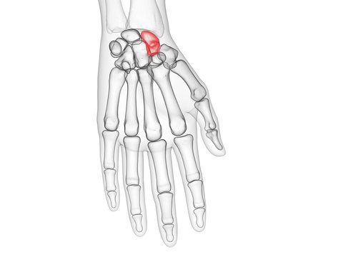 3d rendered medically accurate illustration of the scaphoid bone