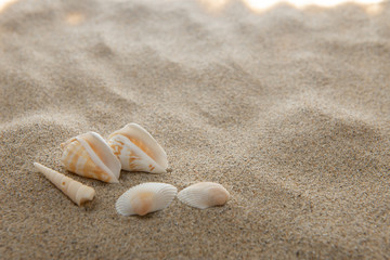 砂浜と貝殻