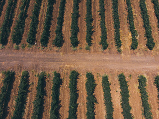 Vineyarn Field