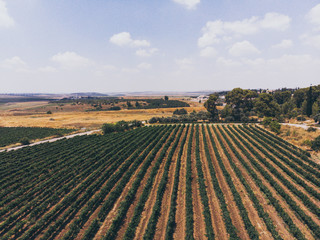 Vineyarn Field