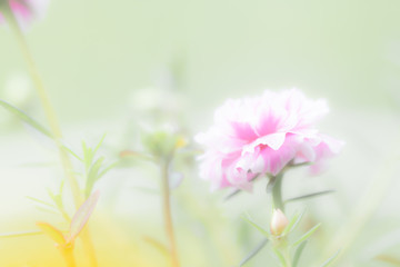 Blurred of flowers in the midst of nature and soft blur for background.