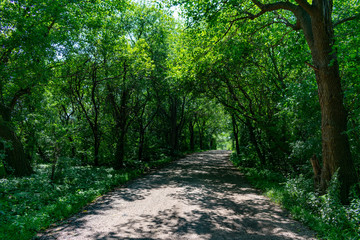 Rural Shaded Dirt Road in a Forest with Green Trees