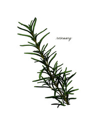 rosemary vector illustration