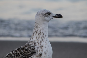 Photo of the details of a seagull looking towards the horizon and with the sea in the background