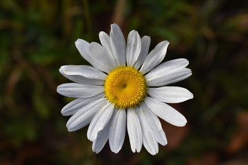 Fototapeta premium daisy in the grass