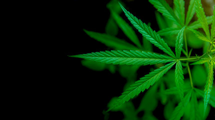 Naklejka na ściany i meble Marijuana leaf illustrations on cannabis Dark background, beautiful background, top corner picture