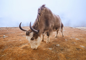 Yak on the way to Everest base camp. Nepal, Himalayas mountains