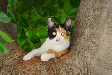Cute young cat, white with tortoiseshell patches, resting on a fork of a thick tree branch and looking curiously with yellow eyes, Rhodes, Greece