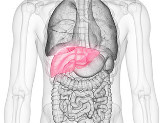 3d rendered medically accurate illustration of the liver
