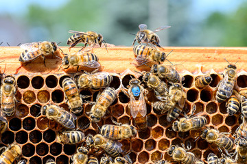 blue mark queen Bee working Honey bees beehive Wax Frame beekeeping - 282276032