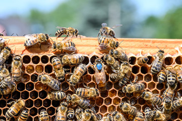 blue mark queen Bee working Honey bees beehive Wax Frame beekeeping