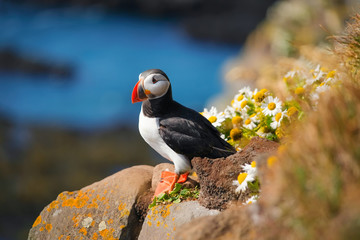 Puffin in Iceland. Seabirds on sheer cliffs. Birds on the Westfjord in Iceland. Composition with wild animals. Bird - image