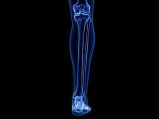 3d rendered medically accurate illustration of the lower leg bones