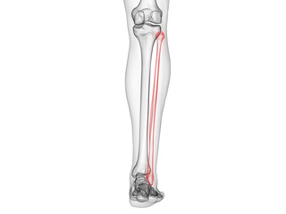 3d rendered medically accurate illustration of the fibula bone