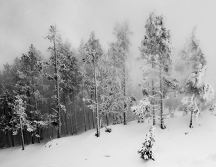 Winter snowfall in Yellowstone National Park, Wyoming. 