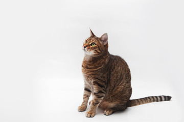 Fototapeta premium Portrait of adult striped cat with green eyes on a white background isolated. Free space for text mockup