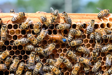 blue mark queen Bee working Honey bees beehive Wax Frame beekeeping