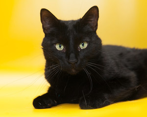Close-up portrait of adult black cat with green eyes on a yellow background isolated. Free space for text mockup