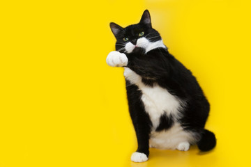 Fototapeta premium Portrait of adult black and white cat with green eyes on a yellow background isolated. Free space for text mockup