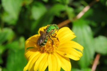 Tropical agapostemon green bee on yellow flower in Florida nature