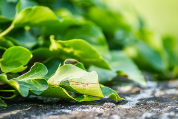 The plant creepers on the walls of the fortress