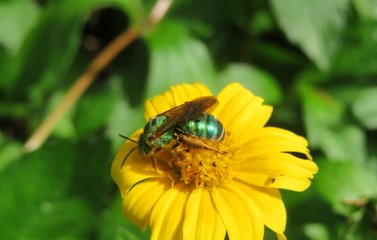 Agapostemon green bee on yellow flower in Florida nature, closeup