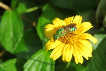 Tropical agapostemon green bee in Florida nature, closeup