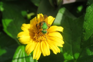 Agapostemon green bee on yellow flower in Florida nature, closeup