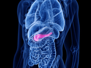 3d rendered medically accurate illustration of the pancreas