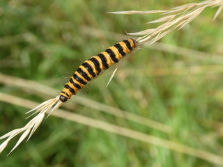 cinnabar moth caterpillar