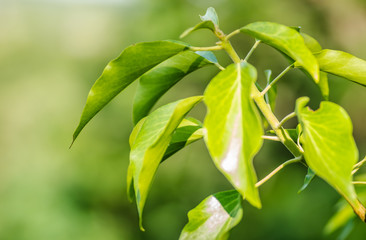 The plant creepers on the walls of the fortress