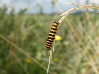 cinnabar moth caterpillar