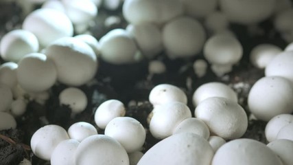 Hand in a rubber glove picking up fresh harvest of champignons on a mushroom growing plant. Food production.