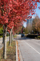 Naklejka premium fall foliage line of red colorful trees next to a street autumn in Vancouver Canada