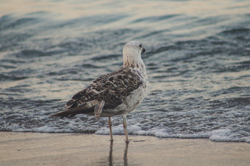 Seagull walking on the sand of the beach