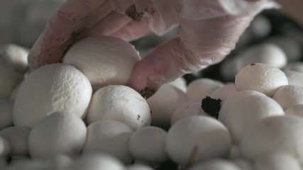 Hand in a rubber glove picking up fresh harvest of champignons on a mushroom growing plant. Food production.