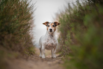 Jack russel terrier in a wild landascape with tall grass