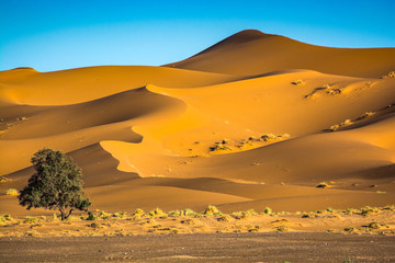 Fototapeta na wymiar Famous dunes Erg Chebbi in Morocco, near Merzouga