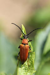 Orange barbel beetle sits on a leaf
